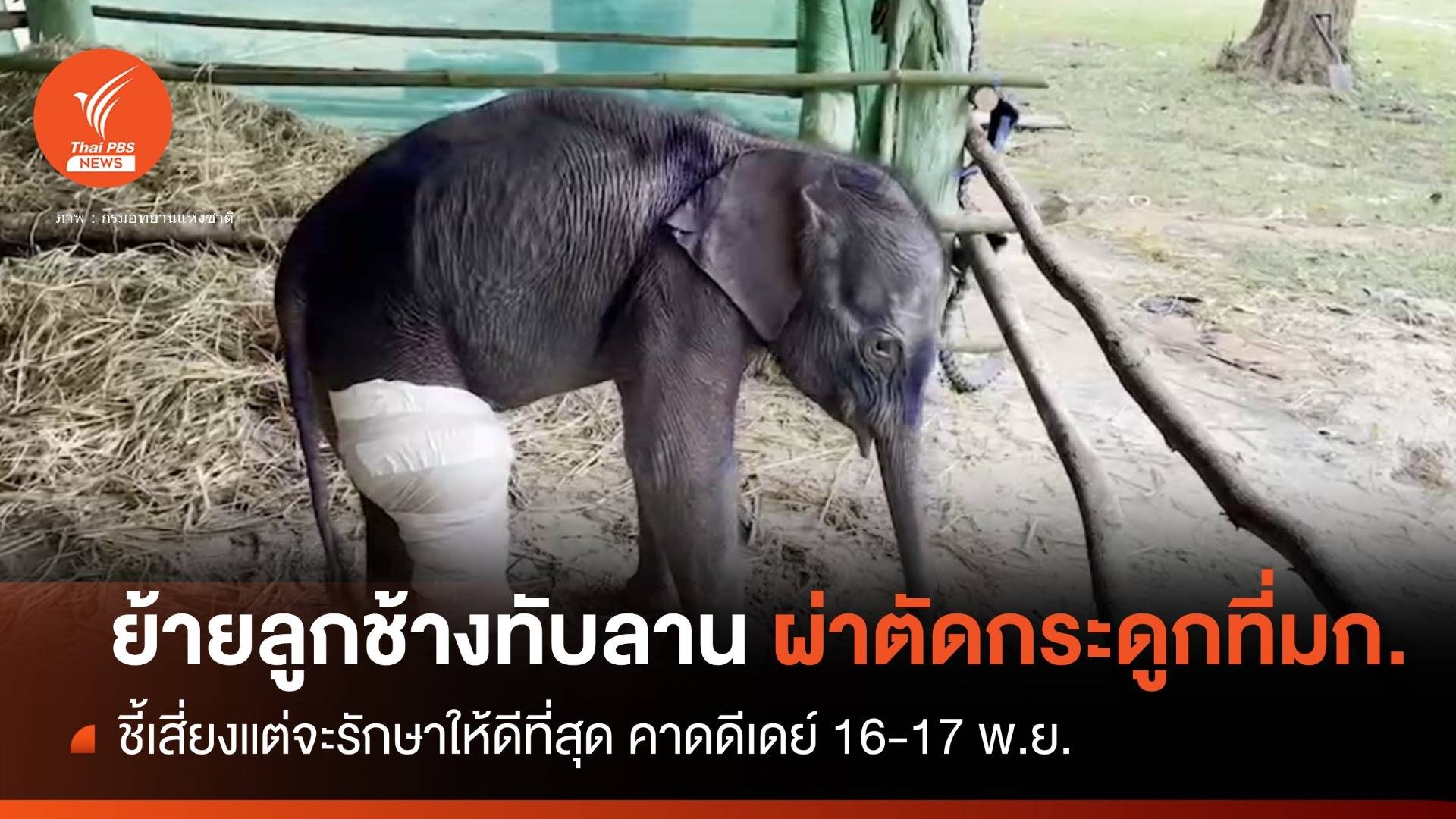 ดีเดย์! 16-17 พ.ย.ย้ายลูกช้างป่าทับลาน ผ่าตัดกระดูกที่มก.