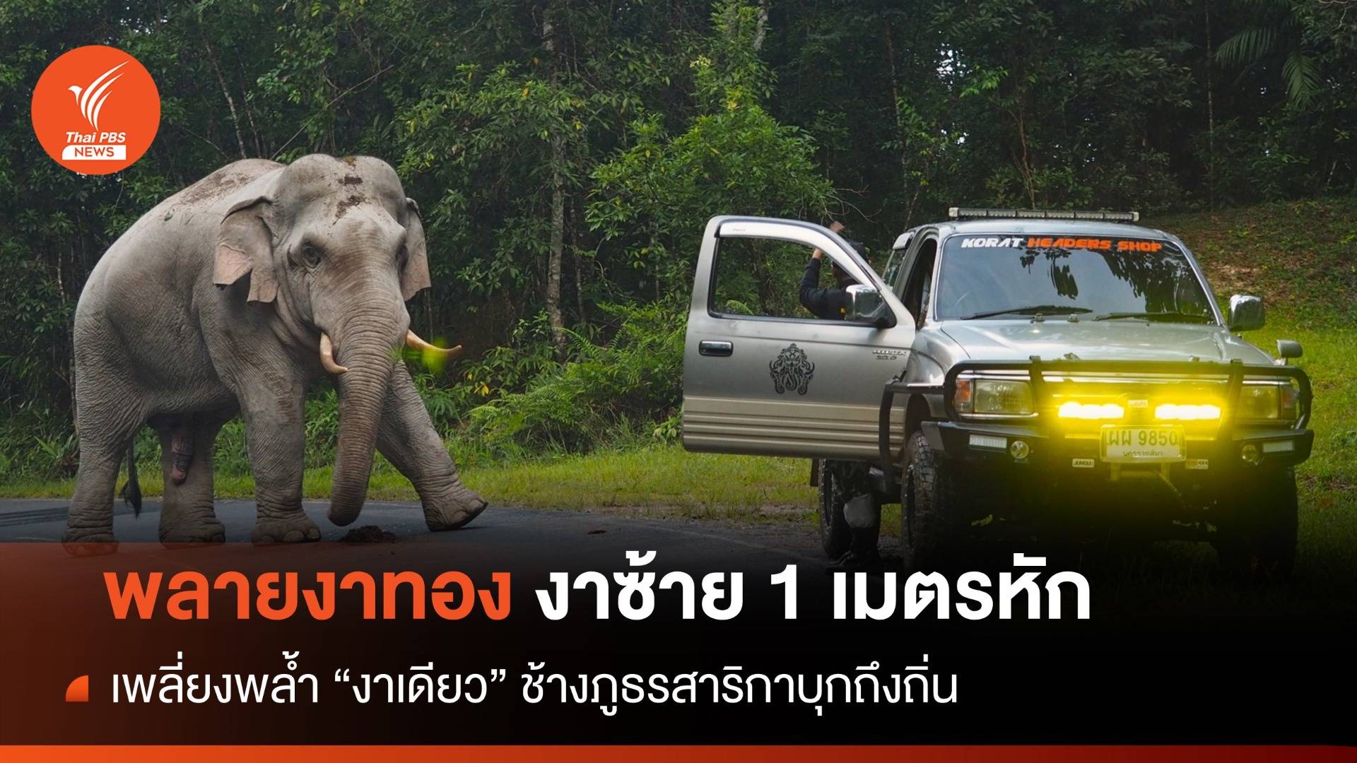 ตามหา "งา 1 ม." พลายงาทอง เพลี่ยงพล้ำศึกชนช้างเขาใหญ่