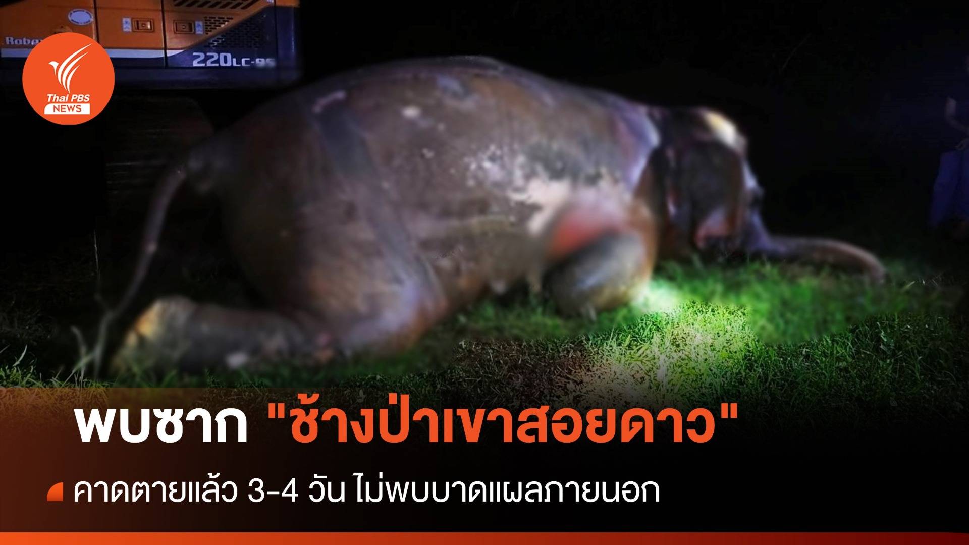 พบซาก "ช้างป่าเขาสอยดาว" คาดตายแล้ว 3-4 วัน