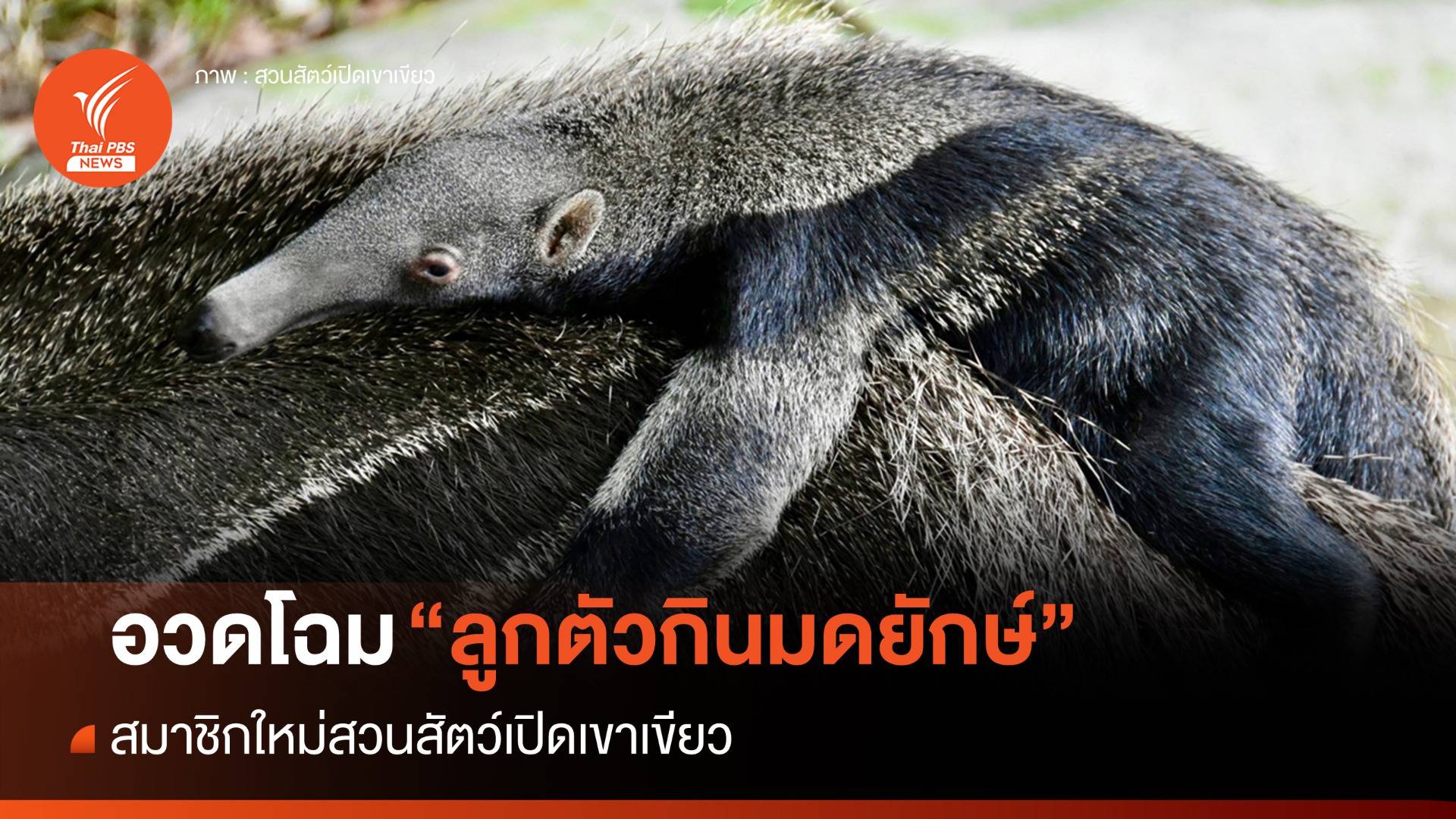 ชมความน่ารัก "ลูกตัวกินมดยักษ์" สมาชิกใหม่สวนสัตว์เขาเขียว