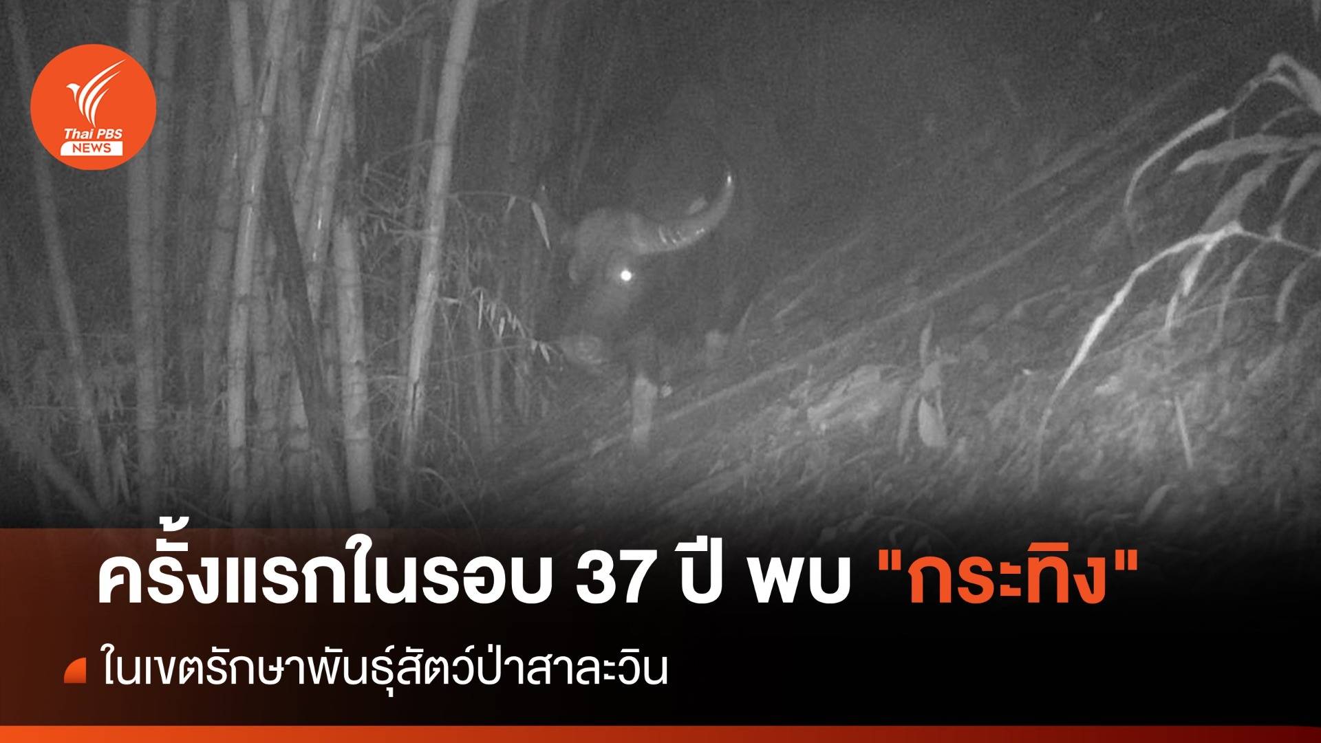 ครั้งแรกในรอบ 37 ปี พบ "กระทิง" ในเขตรักษาพันธุ์สัตว์ป่าสาละวิน