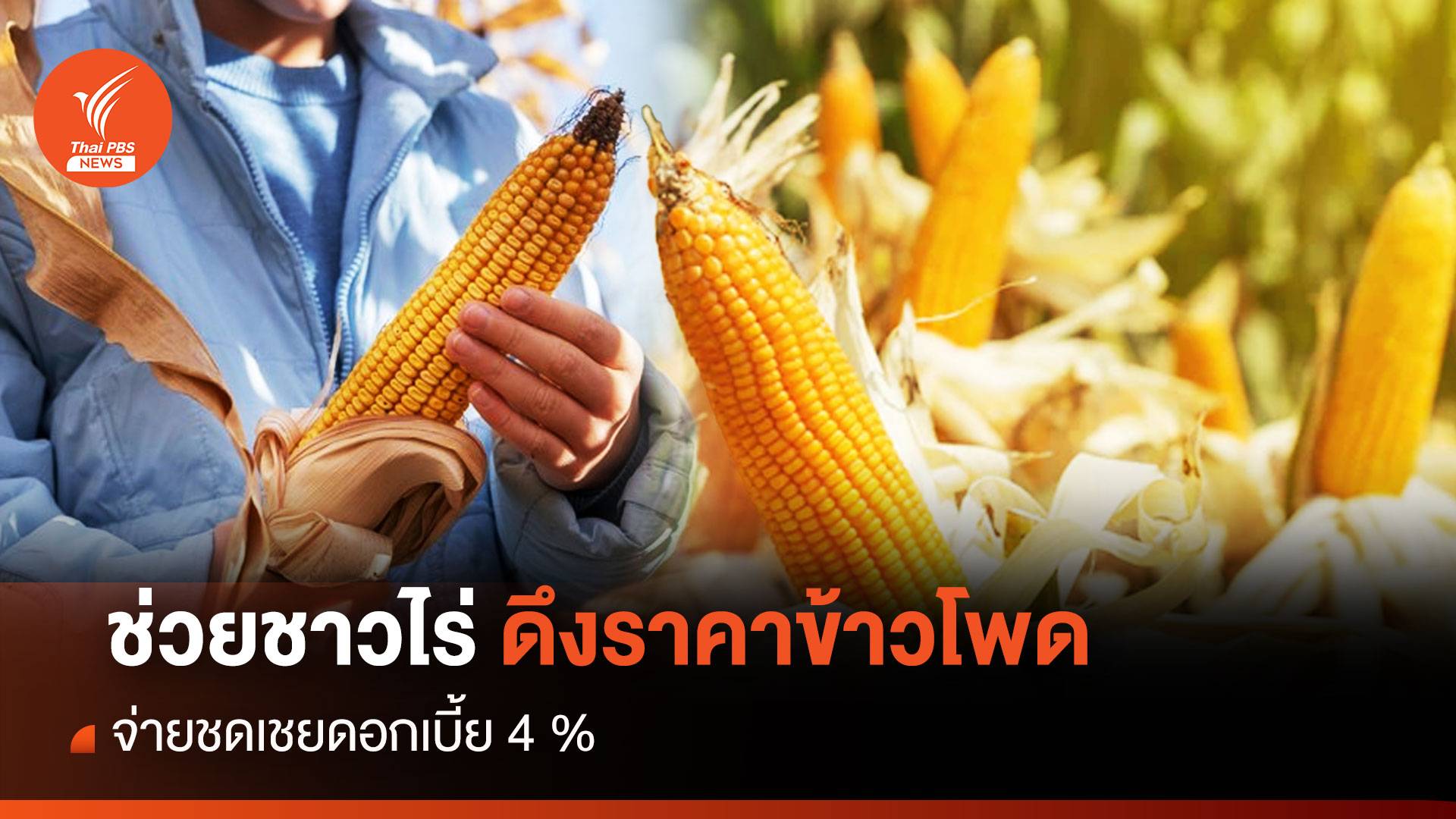 "ค้าภายใน" ช่วยชาวไร่ ดึงราคาข้าวโพดจ่ายชดเชยดอกเบี้ย 4 %