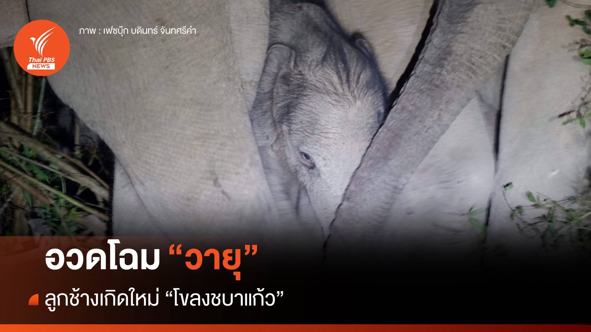 อวดโฉม "วายุ" ลูกช้างเกิดใหม่ "โขลงชบาแก้ว" บนเขาใหญ่
