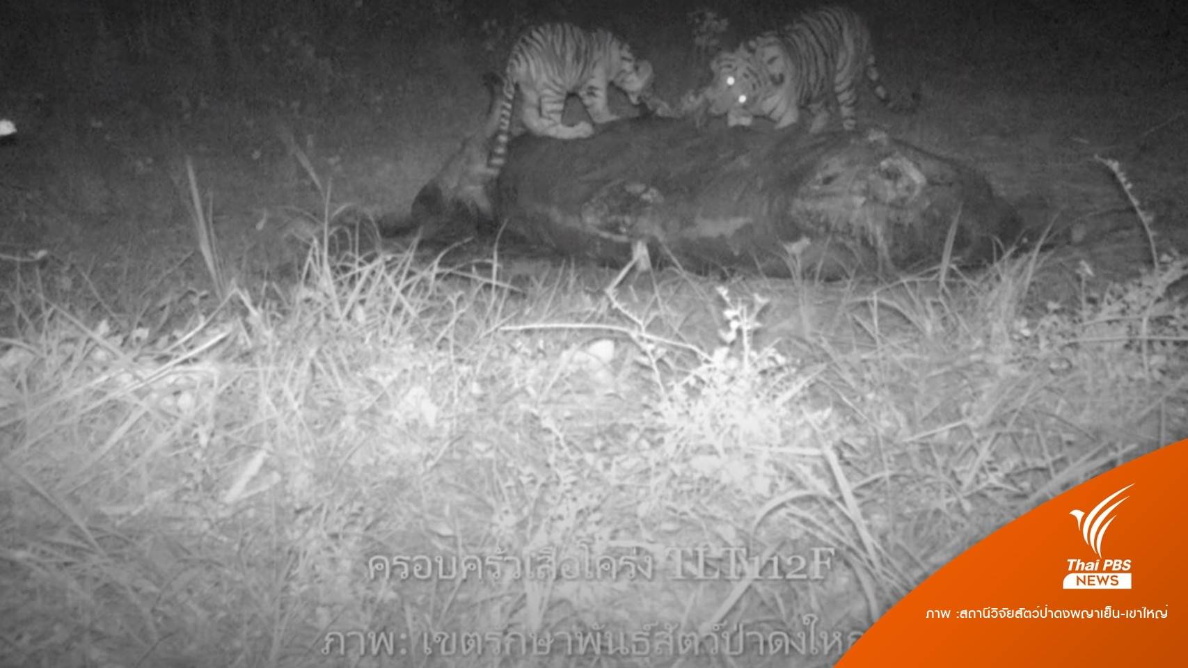 หายาก "ครอบครัวเสือโคร่ง" พบแล้ว 15 ตัวป่าดงพญาเย็น-เขาใหญ่
