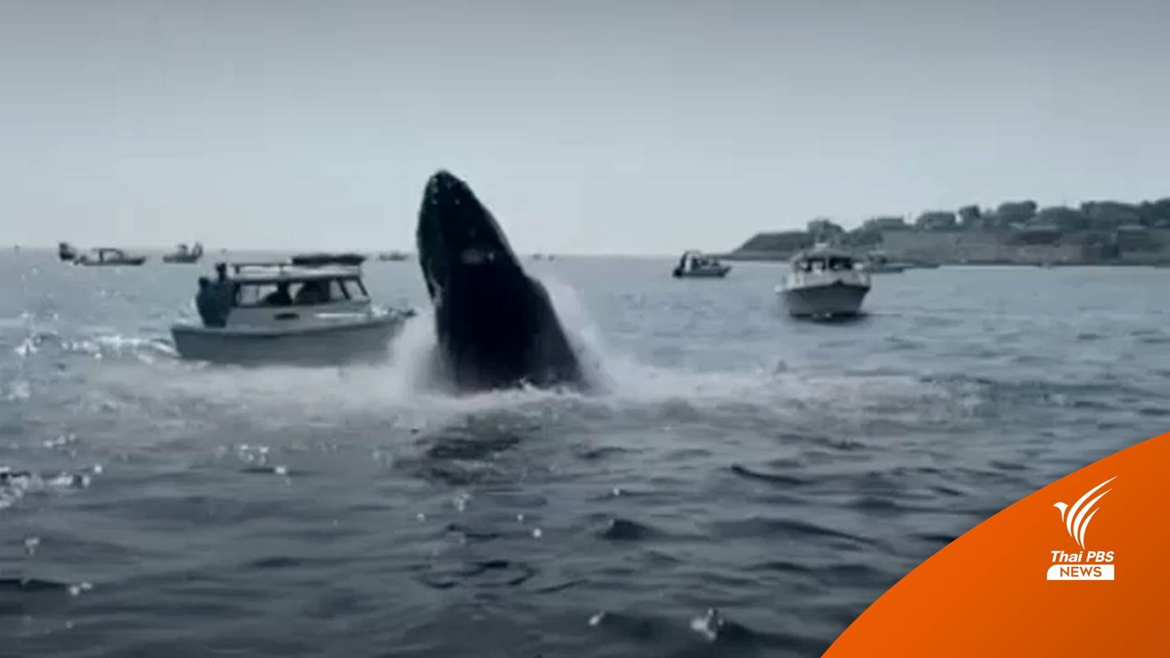 ระทึก! "วาฬหลังค่อม" โผล่ผิวน้ำกระแทกใส่เรือในสหรัฐฯ