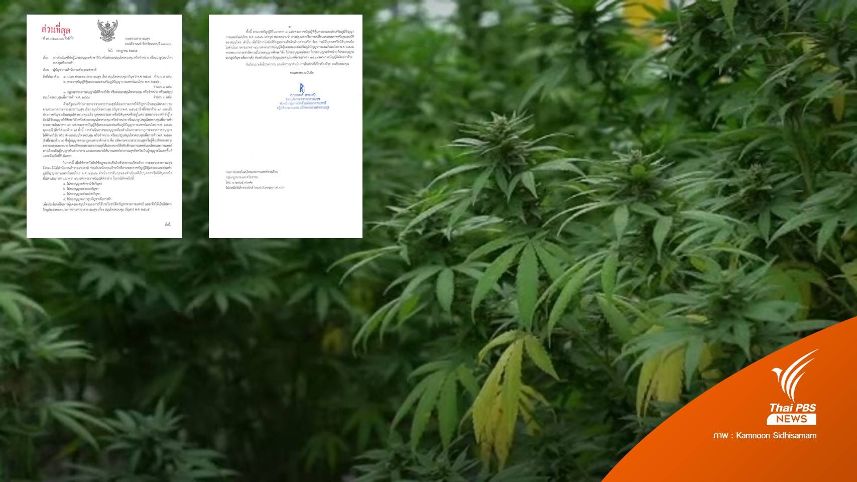 สธ.แจ้ง สตช.เอาผิด ผู้ไม่ขออนุญาต "วิจัย-ส่งออก-ค้า" กัญชา