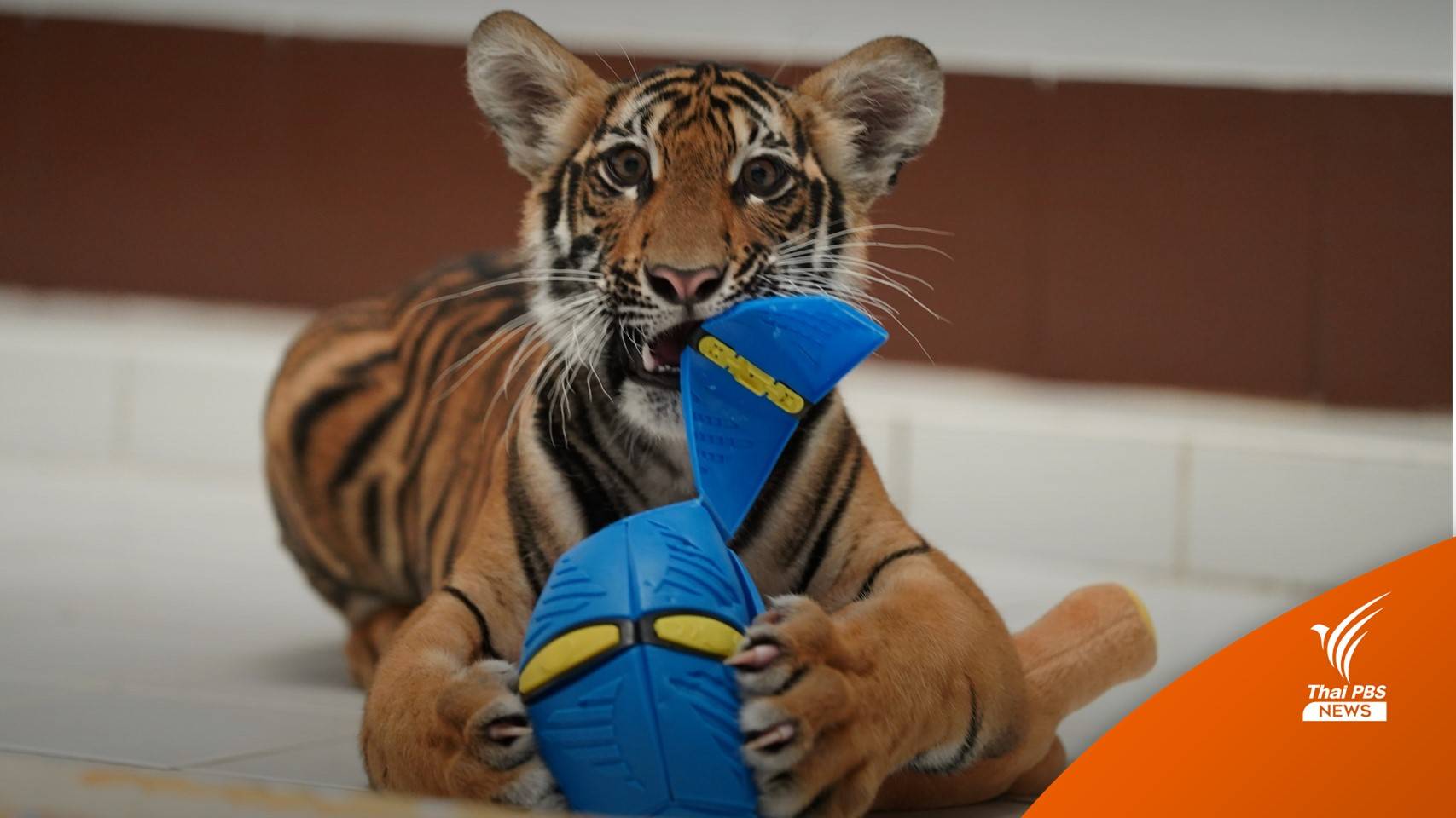 เสือโคร่งในป่าเพิ่ม แต่คดีลอบค้าพุ่ง 6 เดือน จับของกลางลูกเสือ 3 ตัว