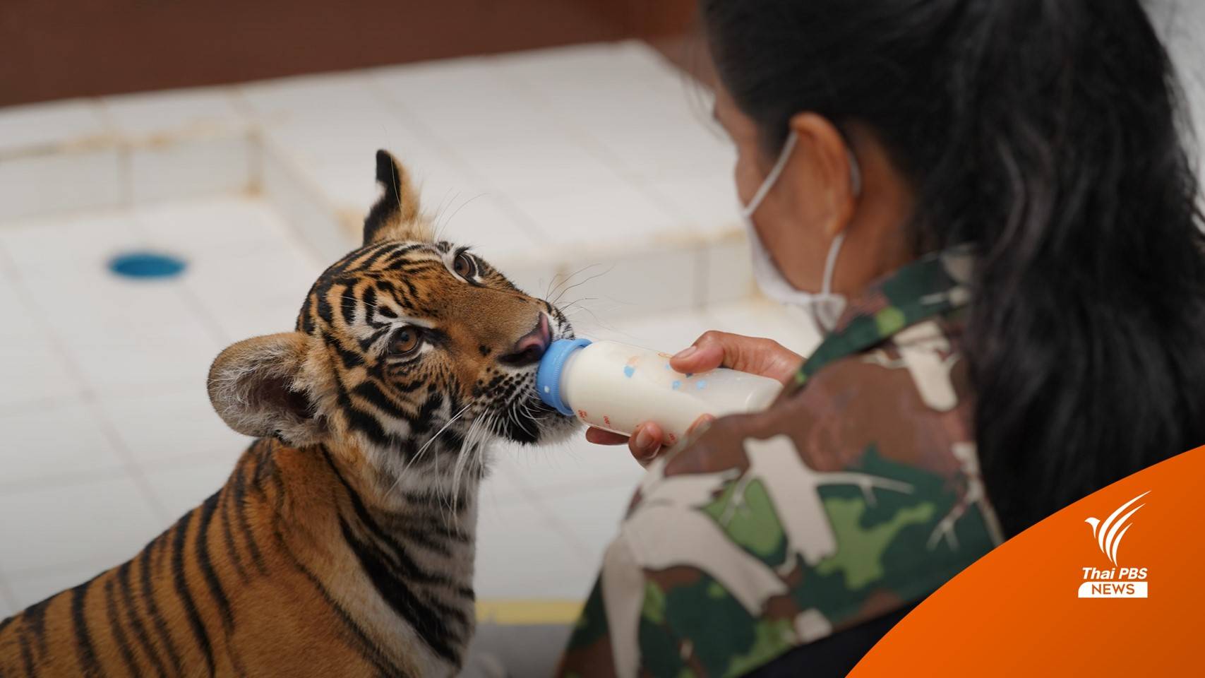 แห่ชม “เสือน้องขวัญ” ขวัญใจโซเชียลแน่นบึงฉวาก