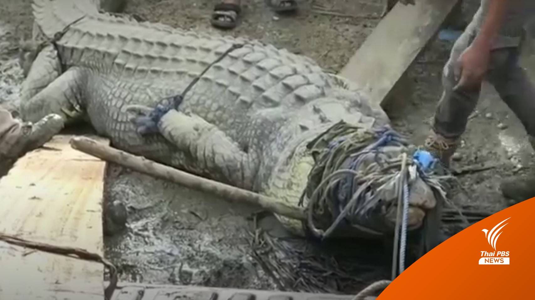 ตะลึง! ชาวอินโดนีเซียจับจระเข้ยักษ์ 4.30 เมตรด้วยเชือกเส้นเดียว