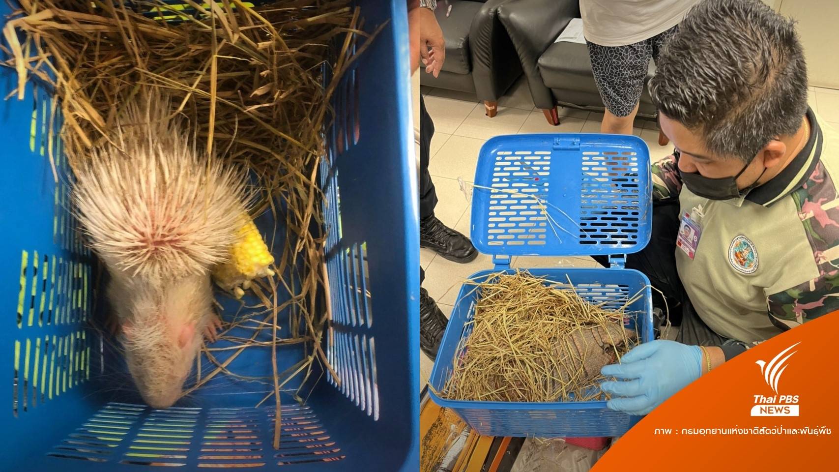 จับคาสนามบินซุก "เม่นขาว-กิ้งก่า-งู" 109 ตัวปลายทางอินเดีย