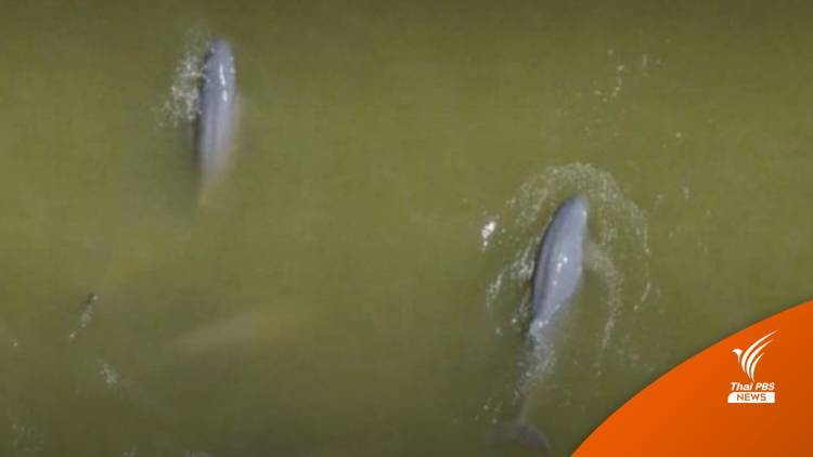 "วราวุธ" เล็งขยายพันธุ์ "โลมาอิรวดี" เหลือแค่ 14 ชีวิต