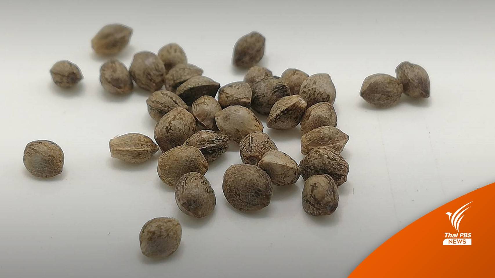 เตือนอย่าหลงเชื่อ! ขาย "เมล็ดพันธุ์กัญชา" อ้างขึ้นทะเบียนกรมวิทย์ฯ