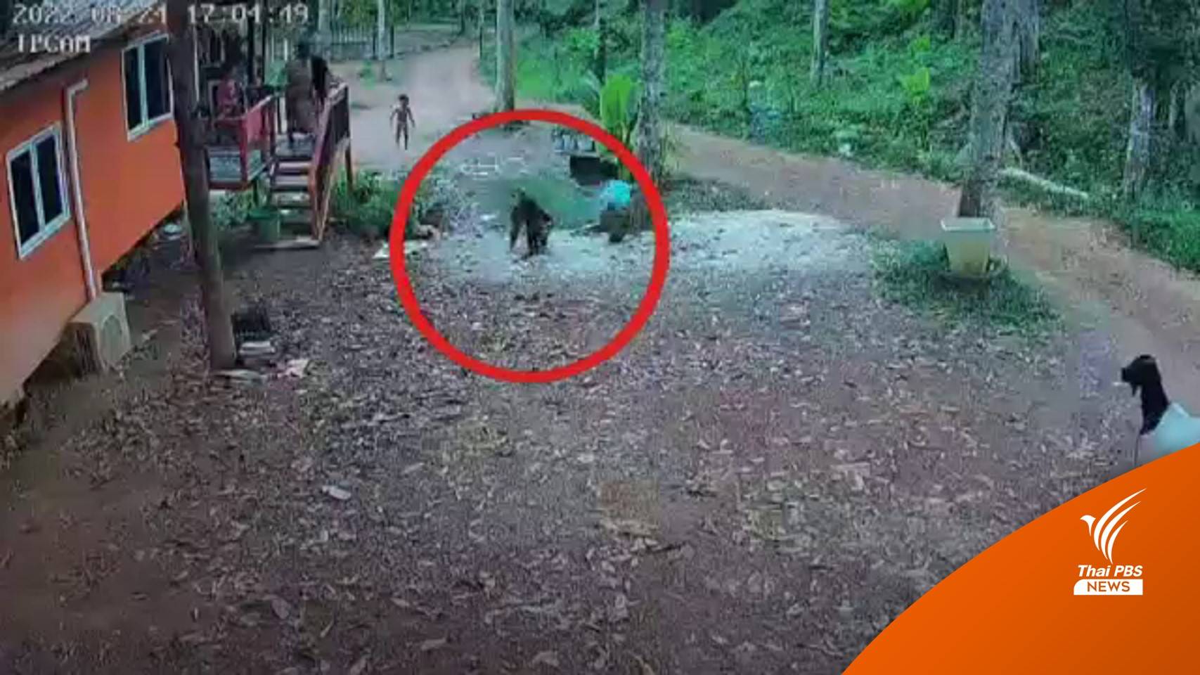 ชาวสตูลวอนจับลิงทำร้ายเด็กออกจากพื้นที่