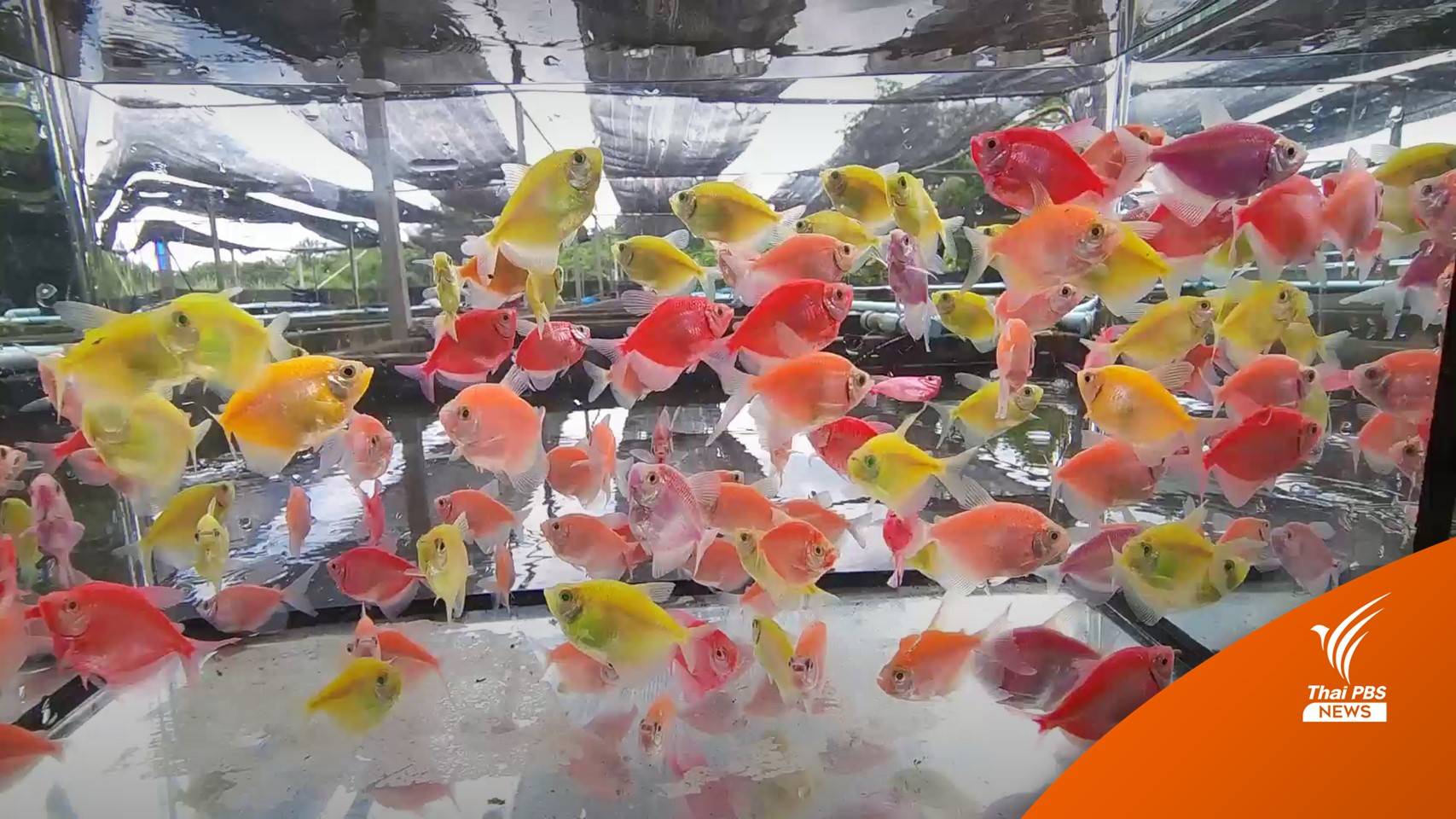 ผู้เลี้ยง "ปลาเรืองแสง" วอนทบทวนคำสั่งห้ามเพาะเลี้ยง