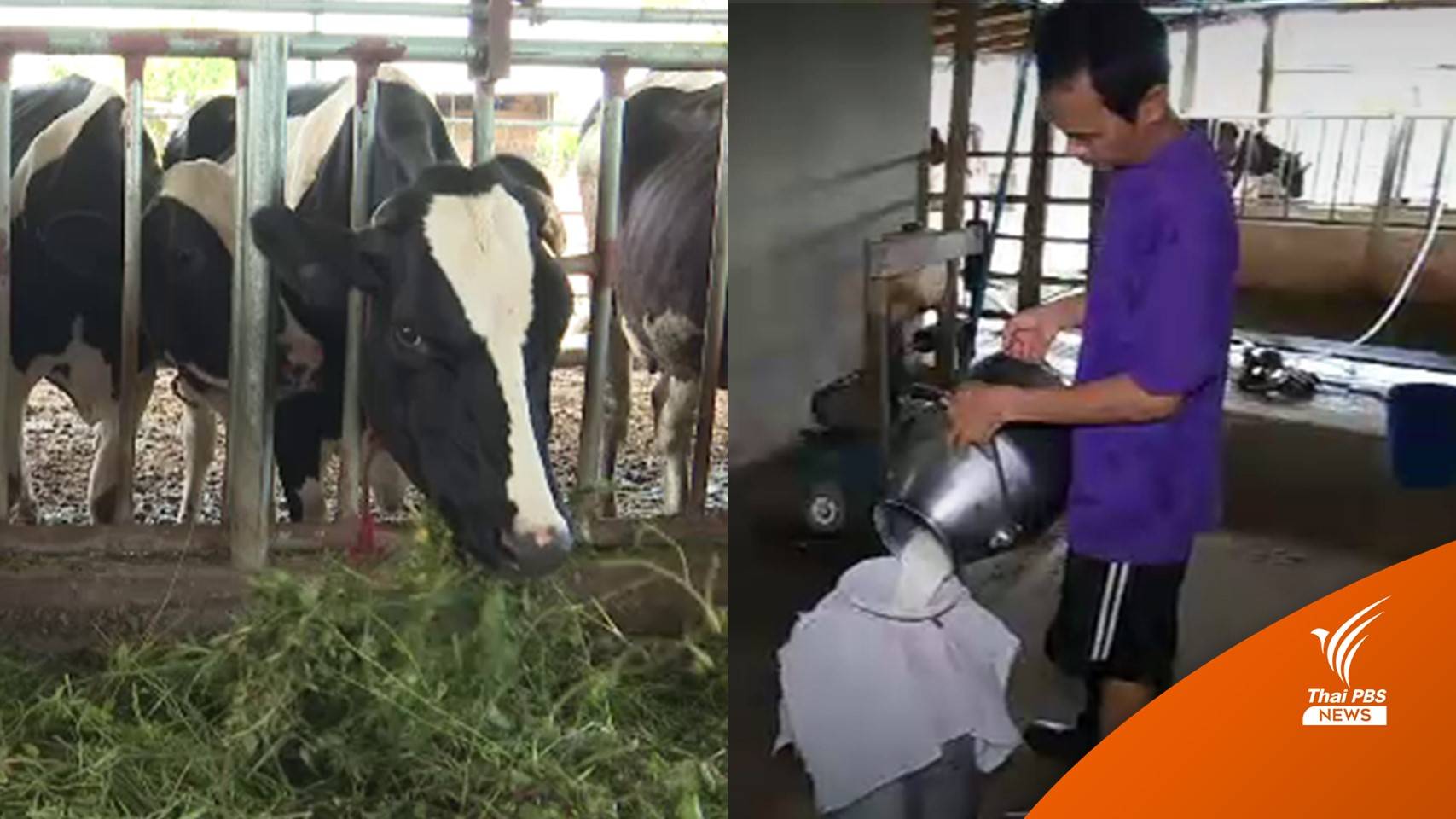 ผู้เลี้ยงโคนมขอรัฐขึ้นราคารับซื้อน้ำนมดิบ