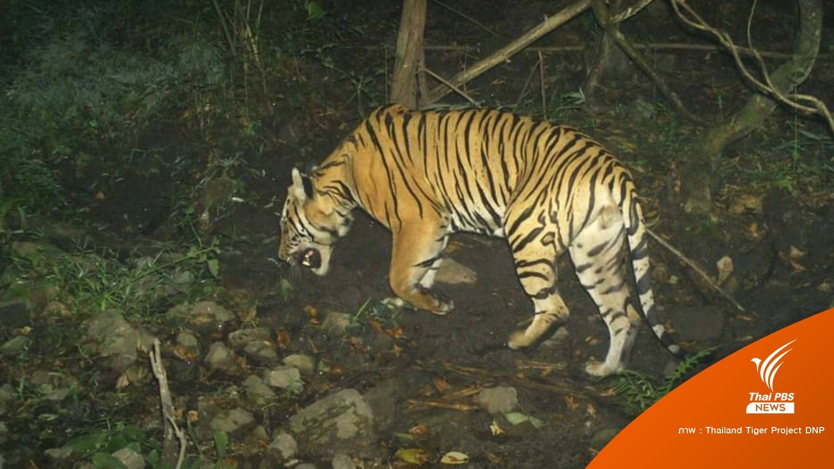 ภาพแรกรอบ 3 เดือน  "เสือวิจิตร" โผล่จองบ้านใหม่กลางป่า