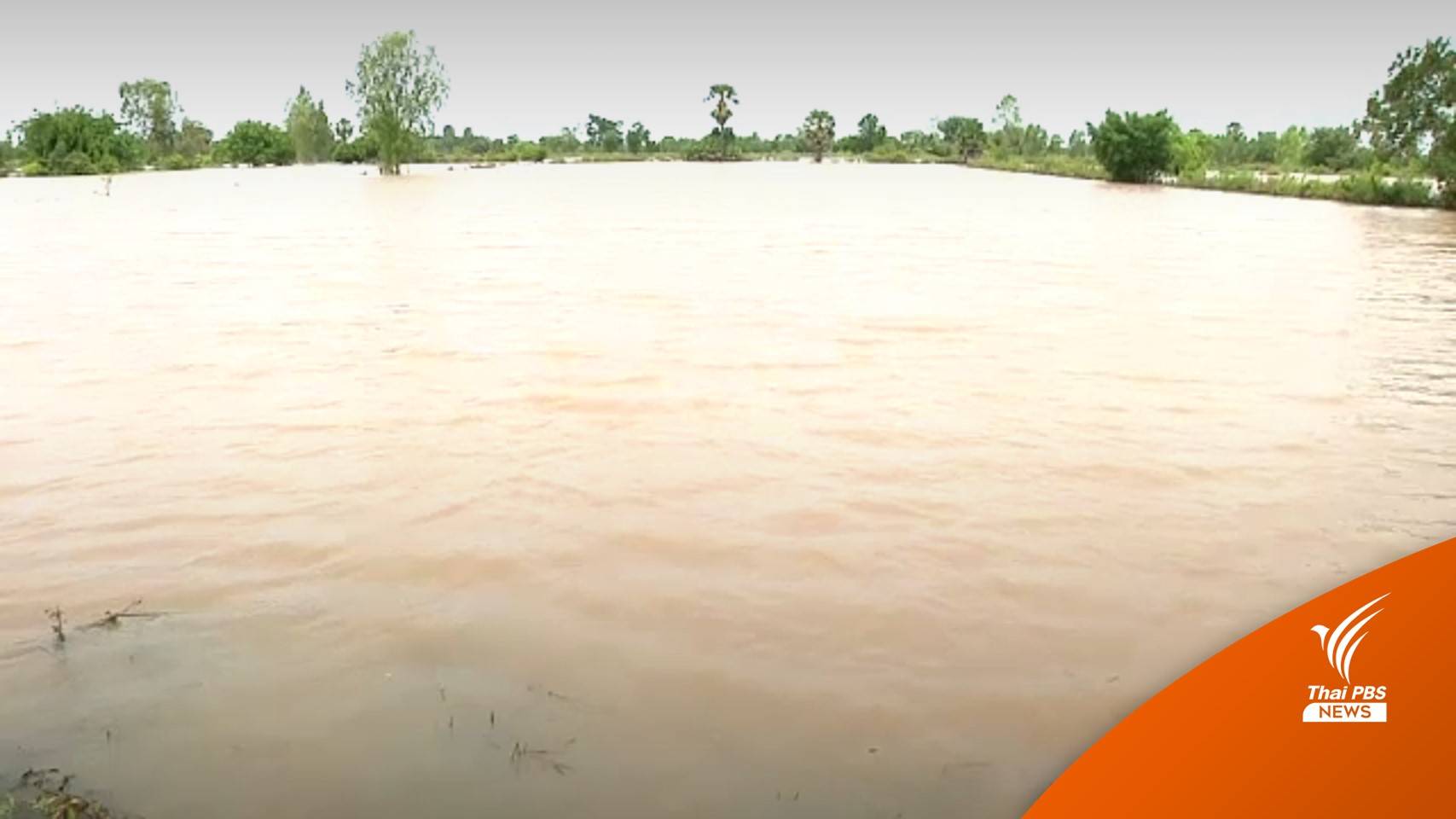 อ.ชุมพวง จ.นครราชสีมา น้ำล้นตลิ่งไหลท่วมนาข้าว 300 ไร่