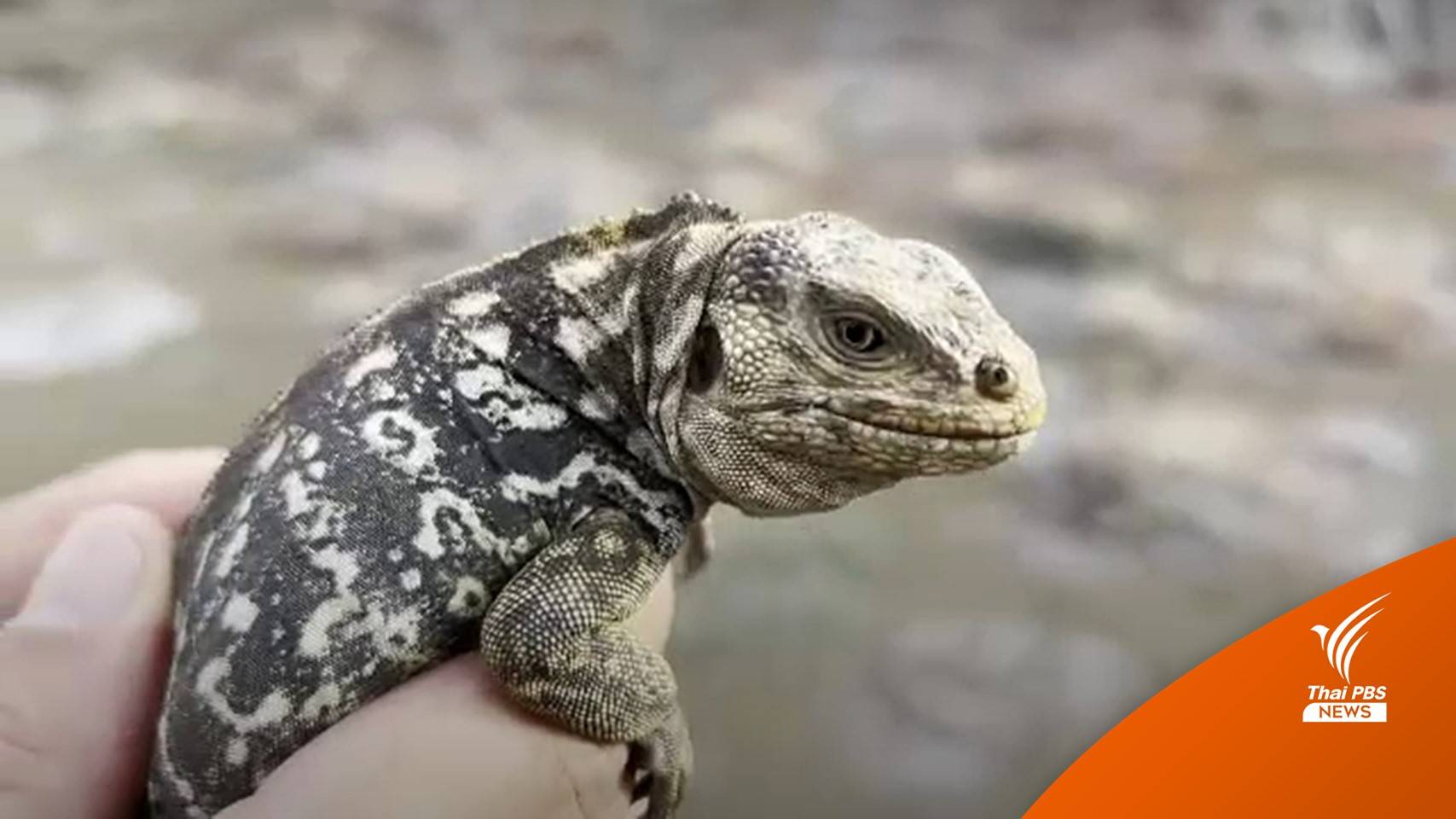 "อิกัวนากาลาปากอส" ขยายพันธุ์ตามธรรมชาติในรอบ 187 ปี