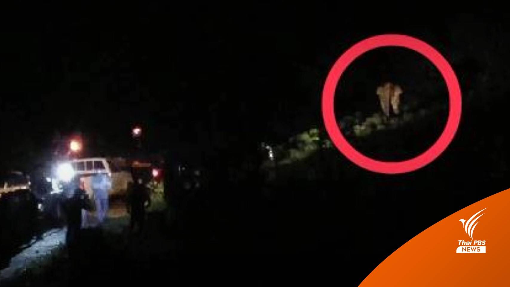 "เจ้าละมุด" ช้างป่าทับลานไม่กลัวประทัด วิ่งไล่จนท.หนีกระเจิง