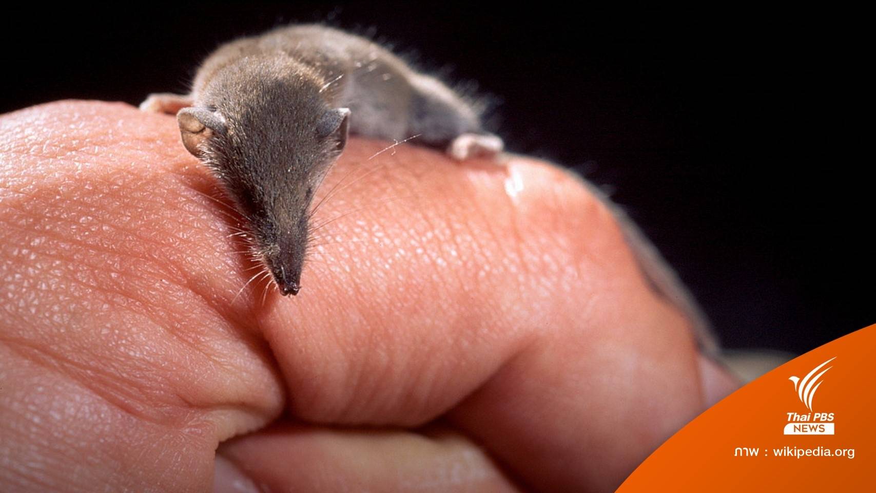 หลักฐานบ่งชี้ "หนูผี" ตัวแพร่เชื้อไวรัสเลย์วี ยังไม่พบจากคนสู่คน