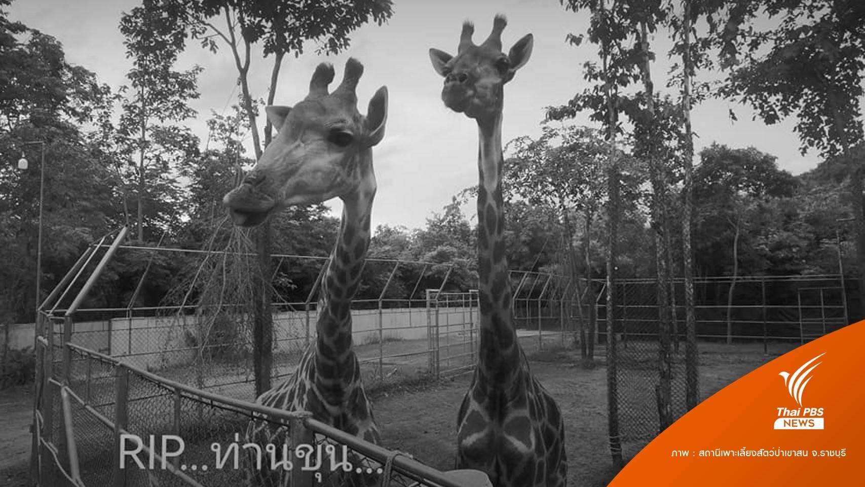 รอผลชันสูตร "เจ้าขุน" ลูกยีราฟสถานีสัตว์ป่าเขาสนตายกะทันหัน