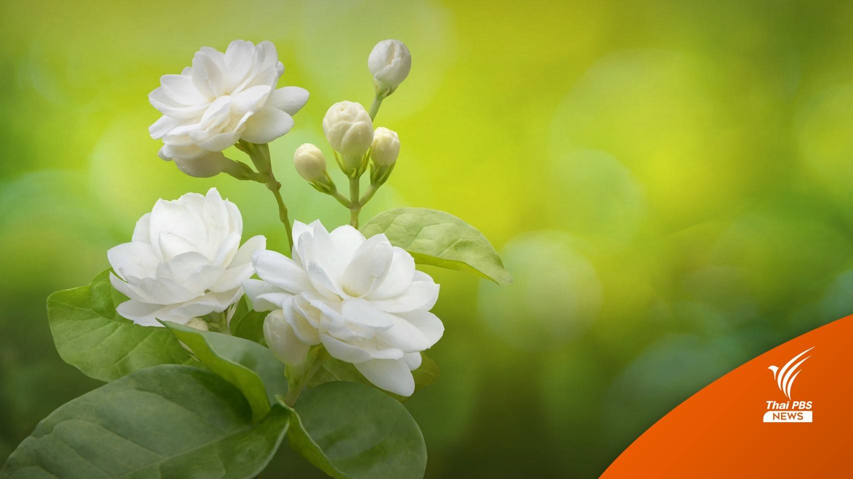 "ดอกมะลิ" ราคาพุ่ง บางพื้นที่กิโลกรัมละ 1,000 บาท