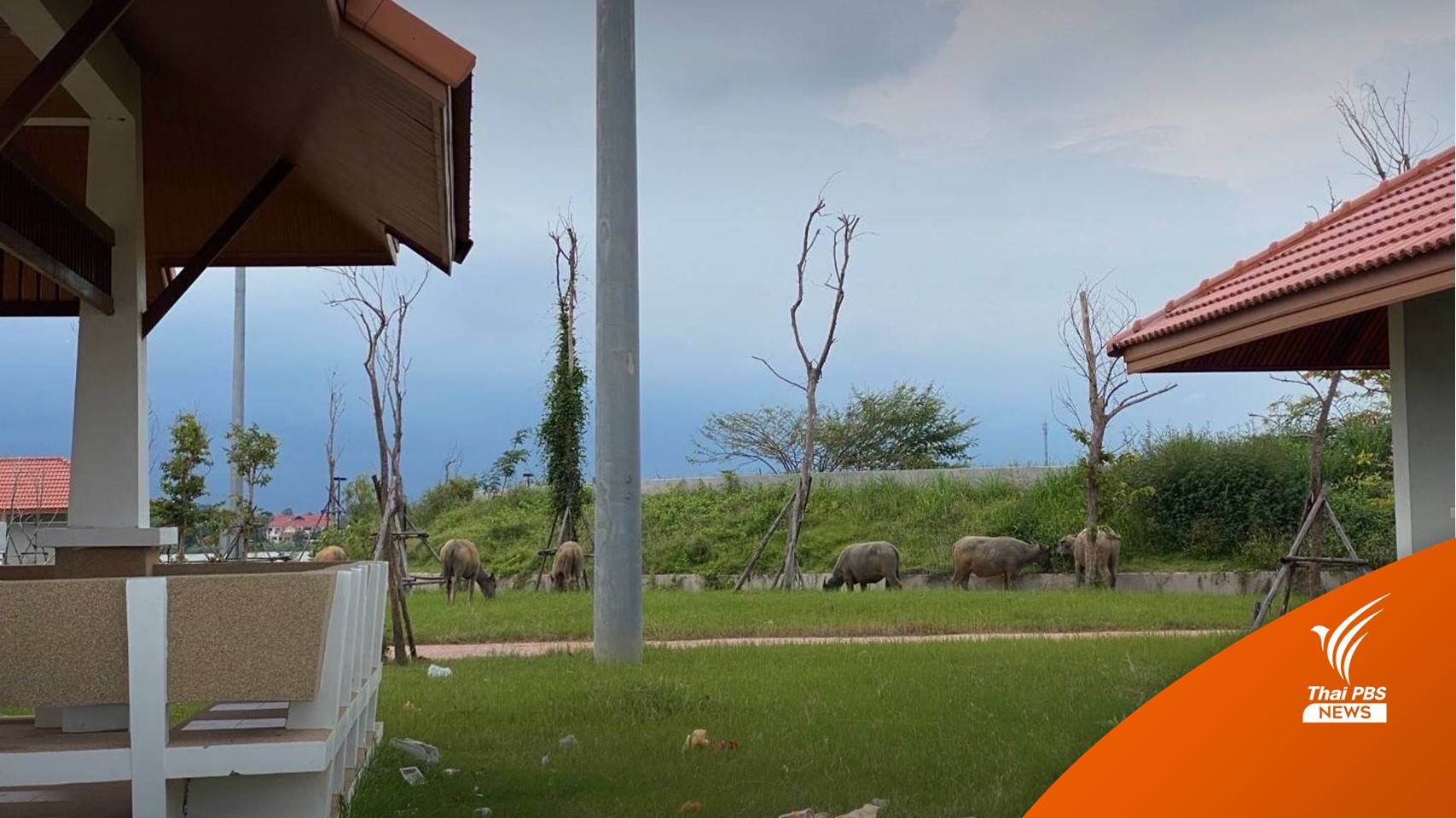 ป.ป.ช.จับตาโครงการร้อยเอ็ด สร้าง 400 ล้าน ปล่อยร้างเป็นทุ่งเลี้ยงควาย