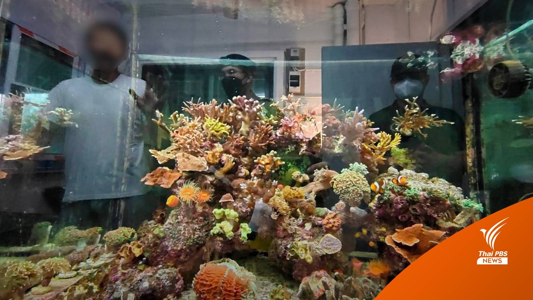 บุกจับแหล่งค้าออนไลน์ "ปะการัง-กัลปังหา" ยึดของกลาง 300 ชิ้น