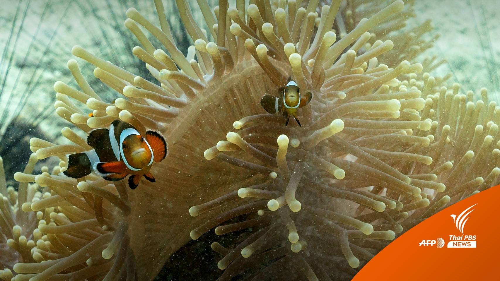 ทช.ชี้กิจกรรมปล่อยปลา CSR เป็นปลาการ์ตูนพันธุ์ต่างถิ่น กระทบนิเวศน์ทางทะเล