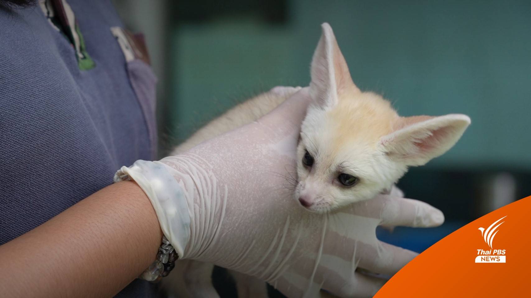 สัตว์แปลกยอดฮิต! ลิง-งู-ตะกวด-เต่า-เสือดาว จากไทยสู่อินเดีย