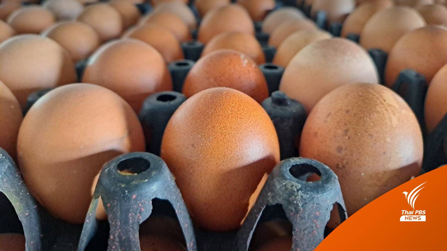 ปรับราคาใหม่ "ไข่ไก่คละ" ขึ้นราคาเป็นฟองละ 3.60 บาท