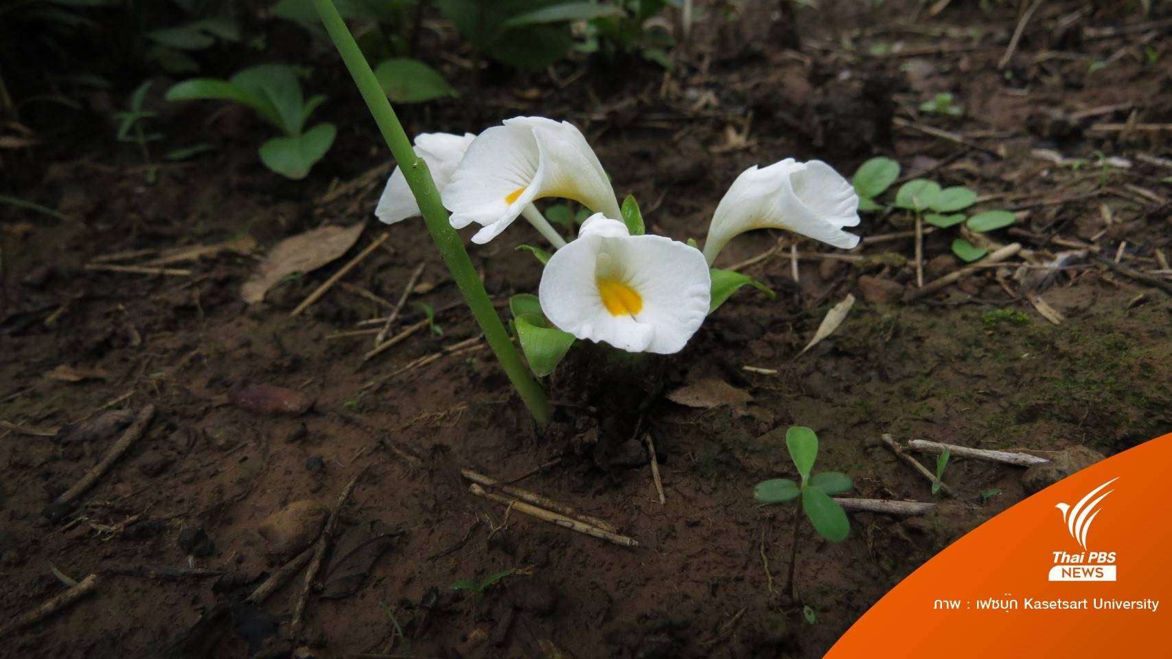 ข่าวดีไทยพบ "บุศรินทร์” พืชสกุลขมิ้น ชนิดใหม่ของโลก
