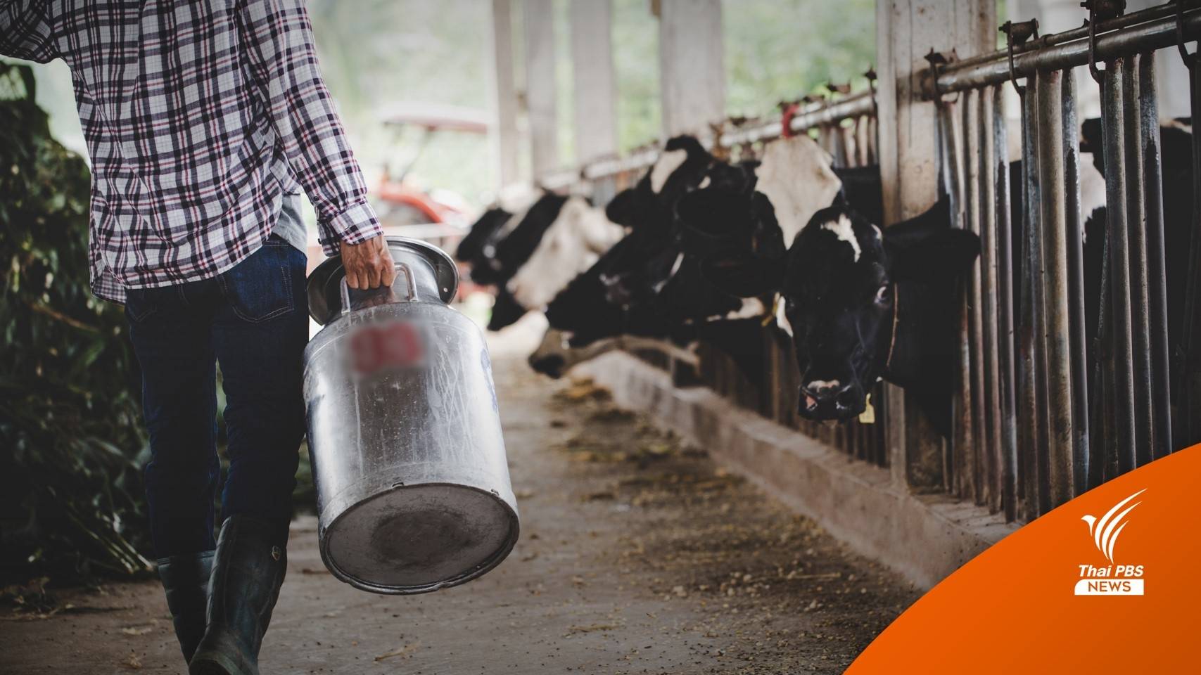 ครม.เพิ่มราคากลางรับซื้อน้ำนมดิบในรอบ 8 ปีเป็น 1.5 บาท/กก.