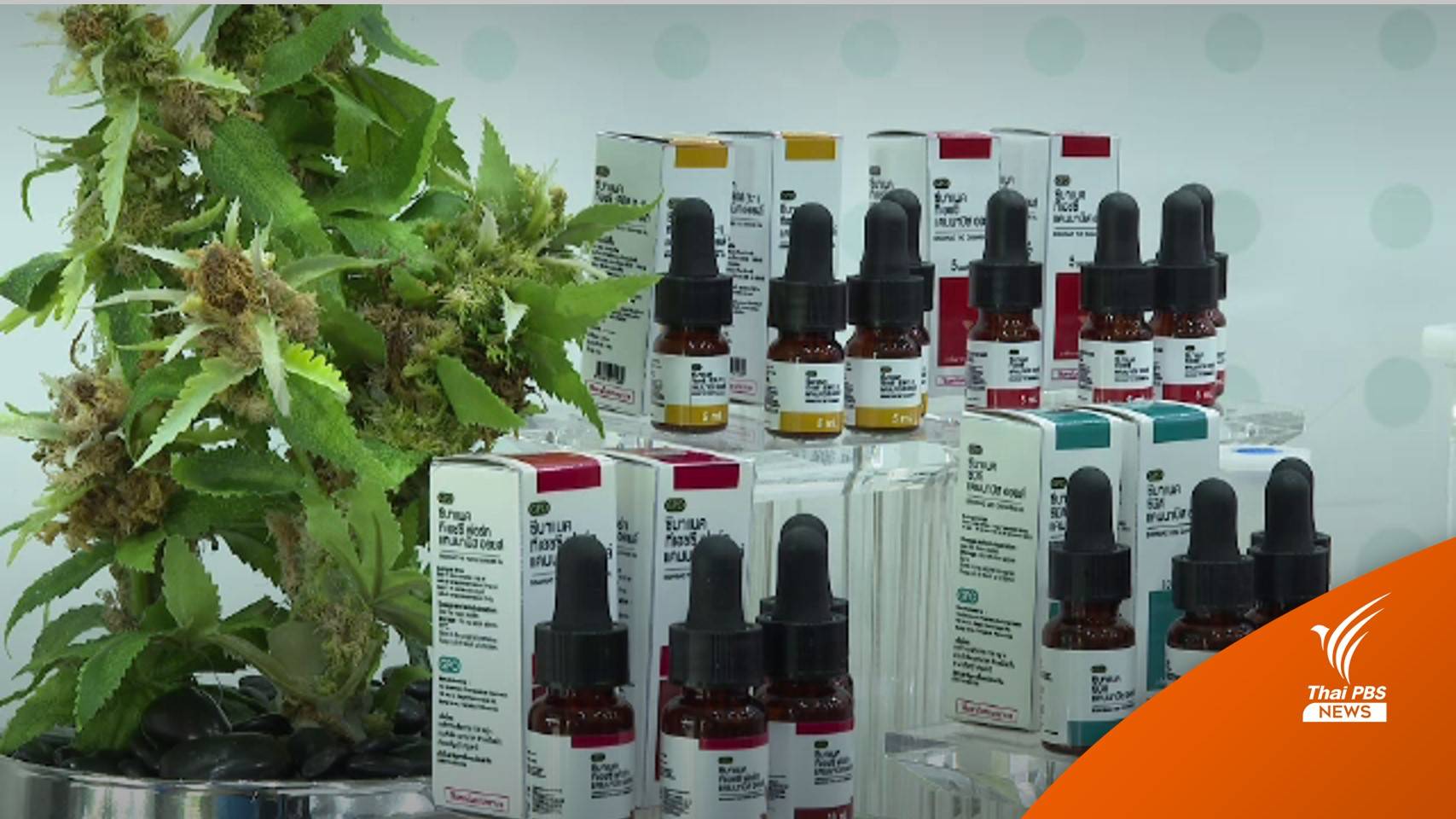อภ.ขยายกำลังผลิตสารสกัด "กัญชา" ทางการแพทย์
