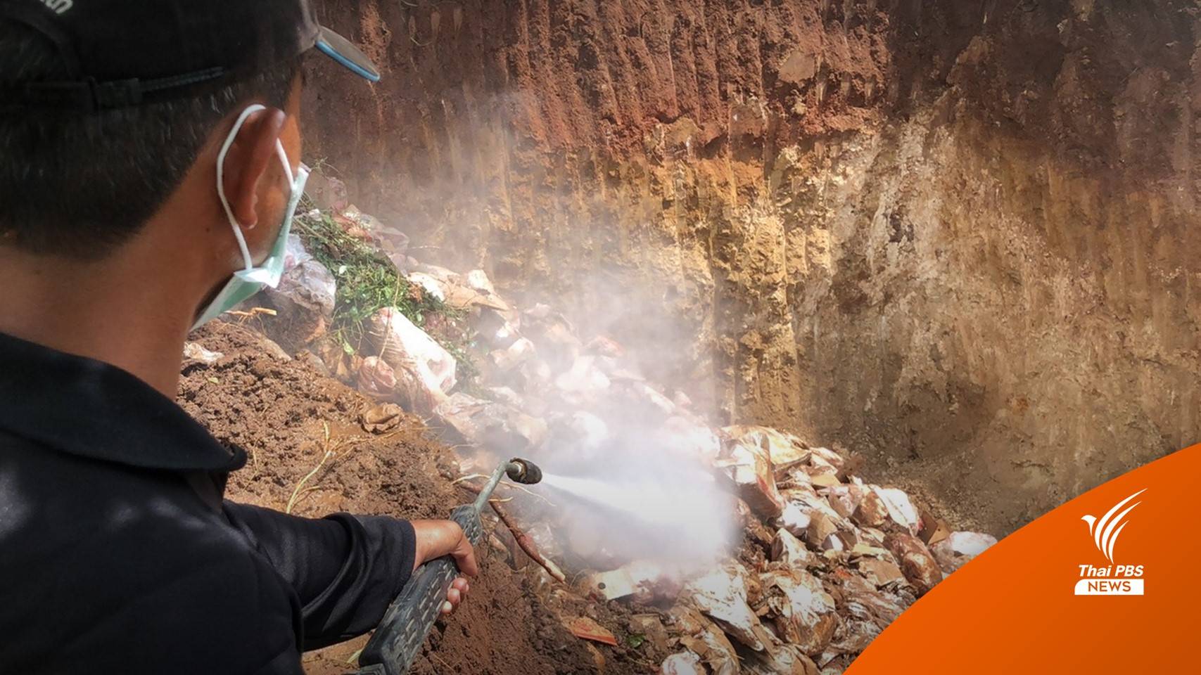 ฝังกลบ "หมูกล่อง" ของกลาง 24,000 กิโลกรัม