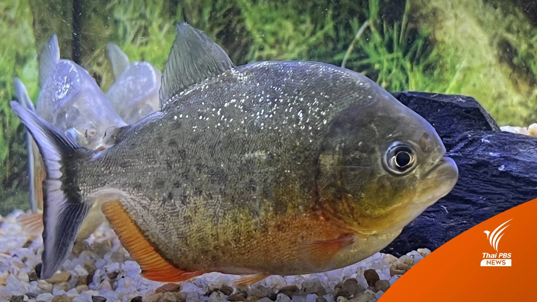 เส้นทางลอบค้า "ปลาปิรันยา" เตือนครอบครองให้ทำลายทิ้ง
