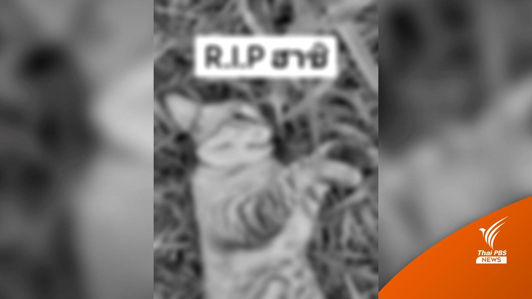 พ่อแจงหลังลูกสาวแจ้งความจับ เอาแมวไปปล่อยจนถูกรถชน