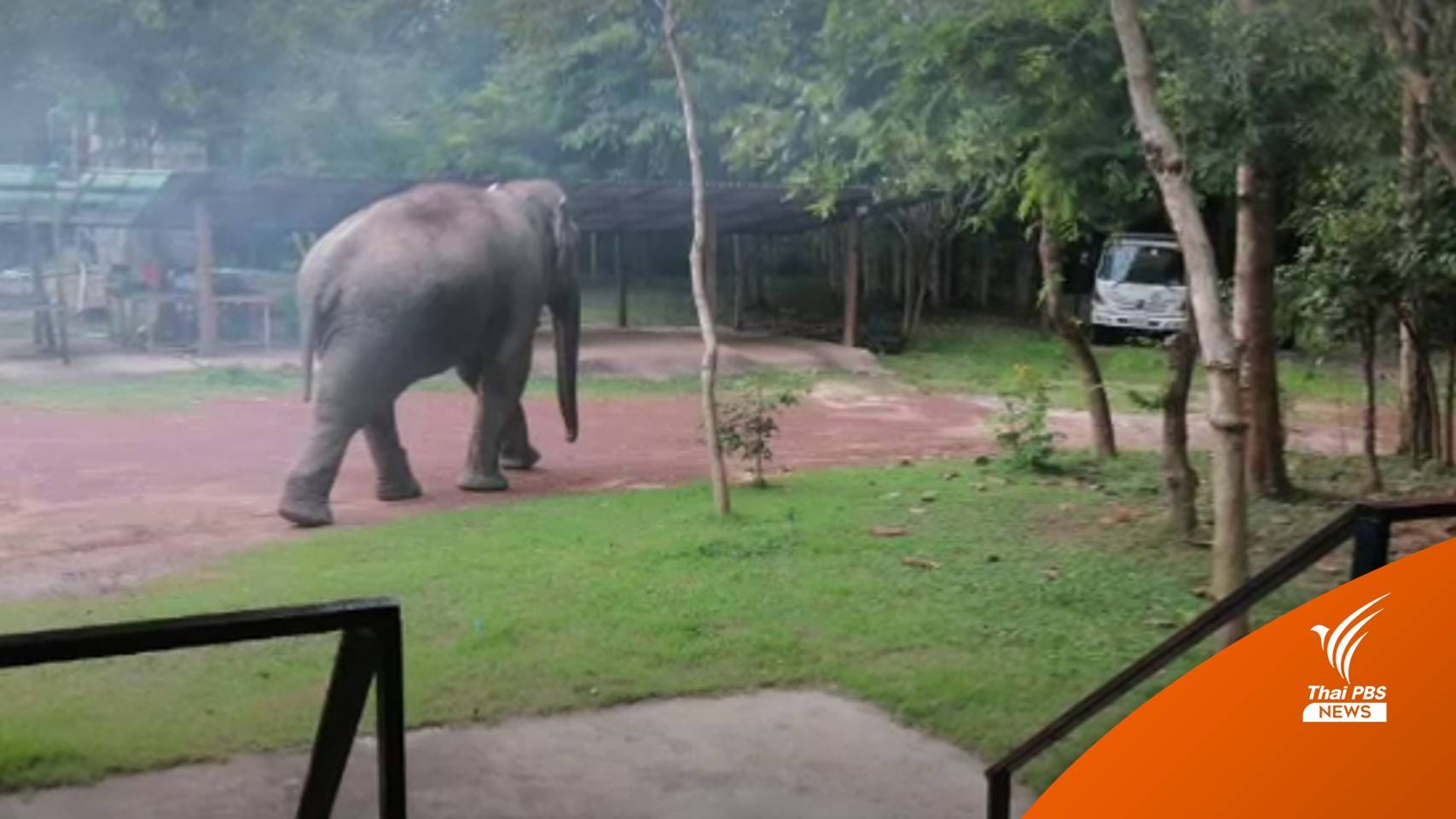 เคาะแผนย้าย "ช้างละมุด" คืนป่าลึกทับลาน 28 ก.ย.นี้