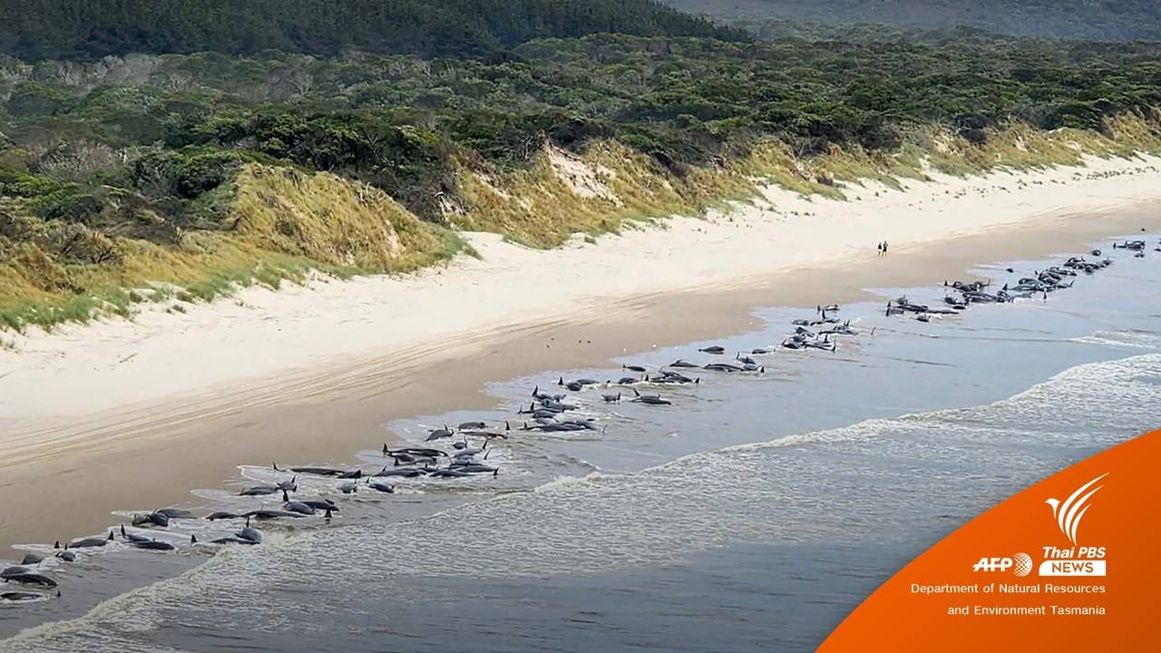 ซ้ำรอย 2 ปีก่อน "วาฬ" 230 ตัวเกยตื้นหาดโอเชียน บีช