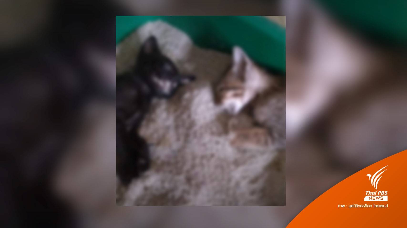 จ่อแจ้งข้อหาทารุณกรรมสัตว์ หนุ่มขอรับเลี้ยงแมว แต่บีบท้องจนตาย