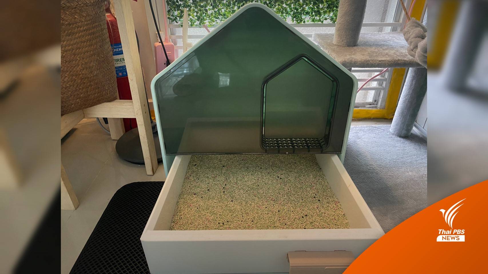 สัตวแพทย์วอนอย่าตระหนก พบน้อยมาก "แมวกินทราย" ป่วย-ตาย