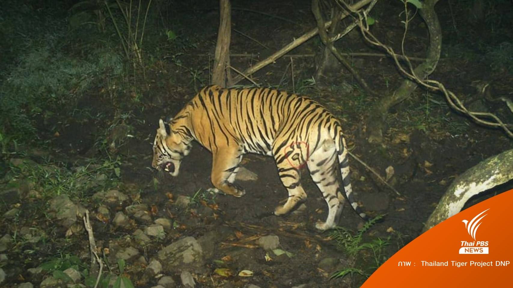 "เสือวิจิตร" ปักหลักบ้านใหม่ป่าตะวันตกฝั่งกำแพงเพชร-นครสวรรค์