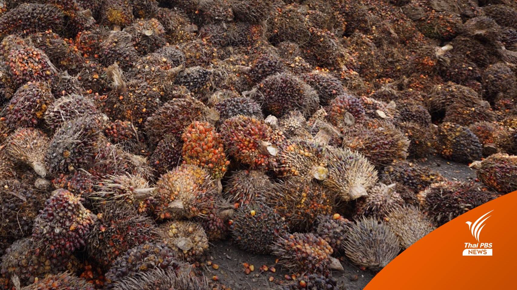 ชาวสวนโอด "ปาล์มน้ำมัน" ราคาตก สวนทางปุ๋ยแพง