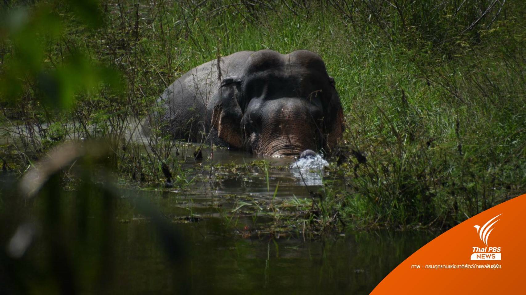 ปีเดียว 27 คนตายจากช้างป่า เร่งแก้ช้างออก 27 พื้นที่