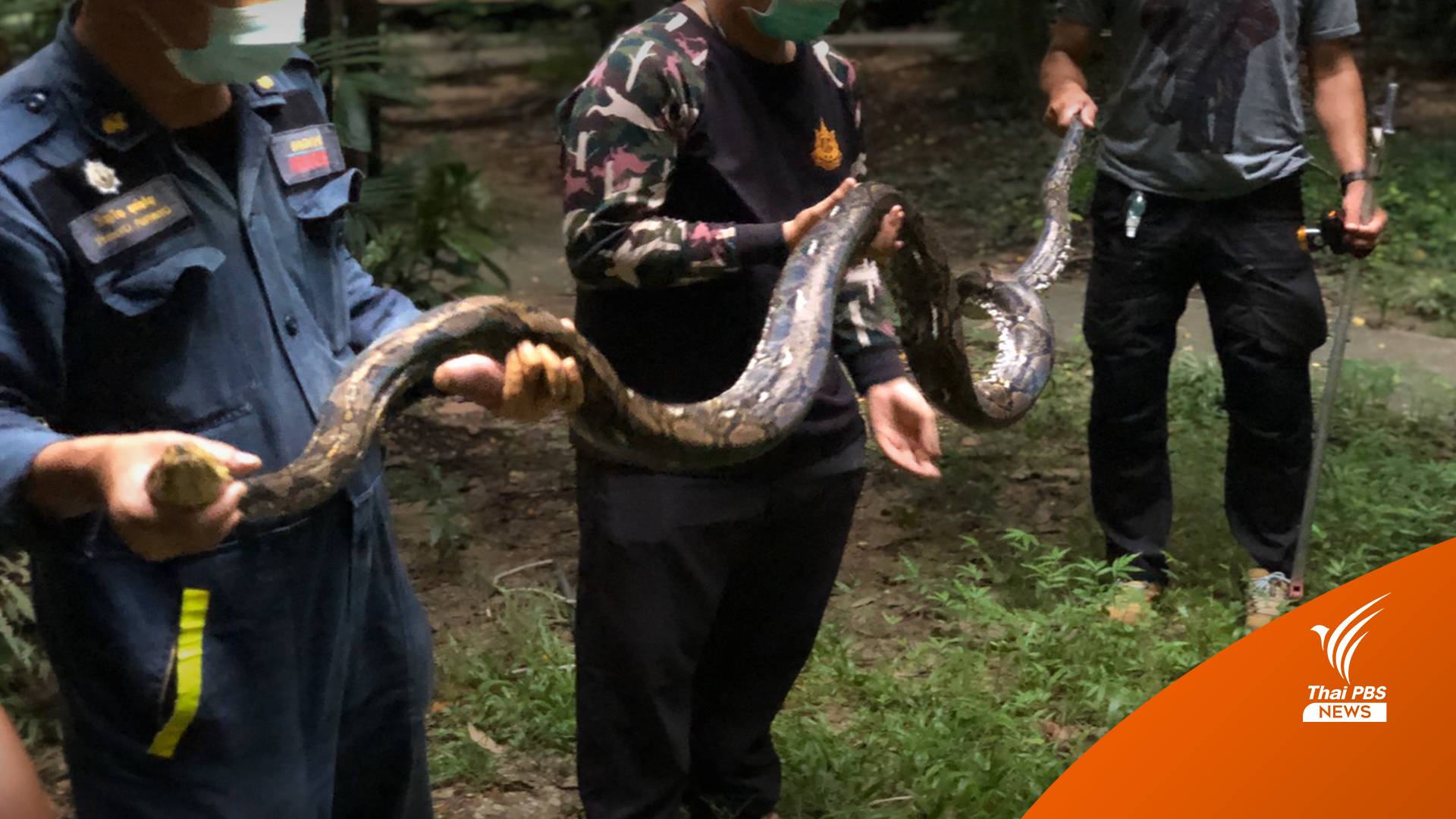 จับแล้ว "งูเหลือม" 3.5 เมตร กัด จนท.ในกรมอุทยานฯ