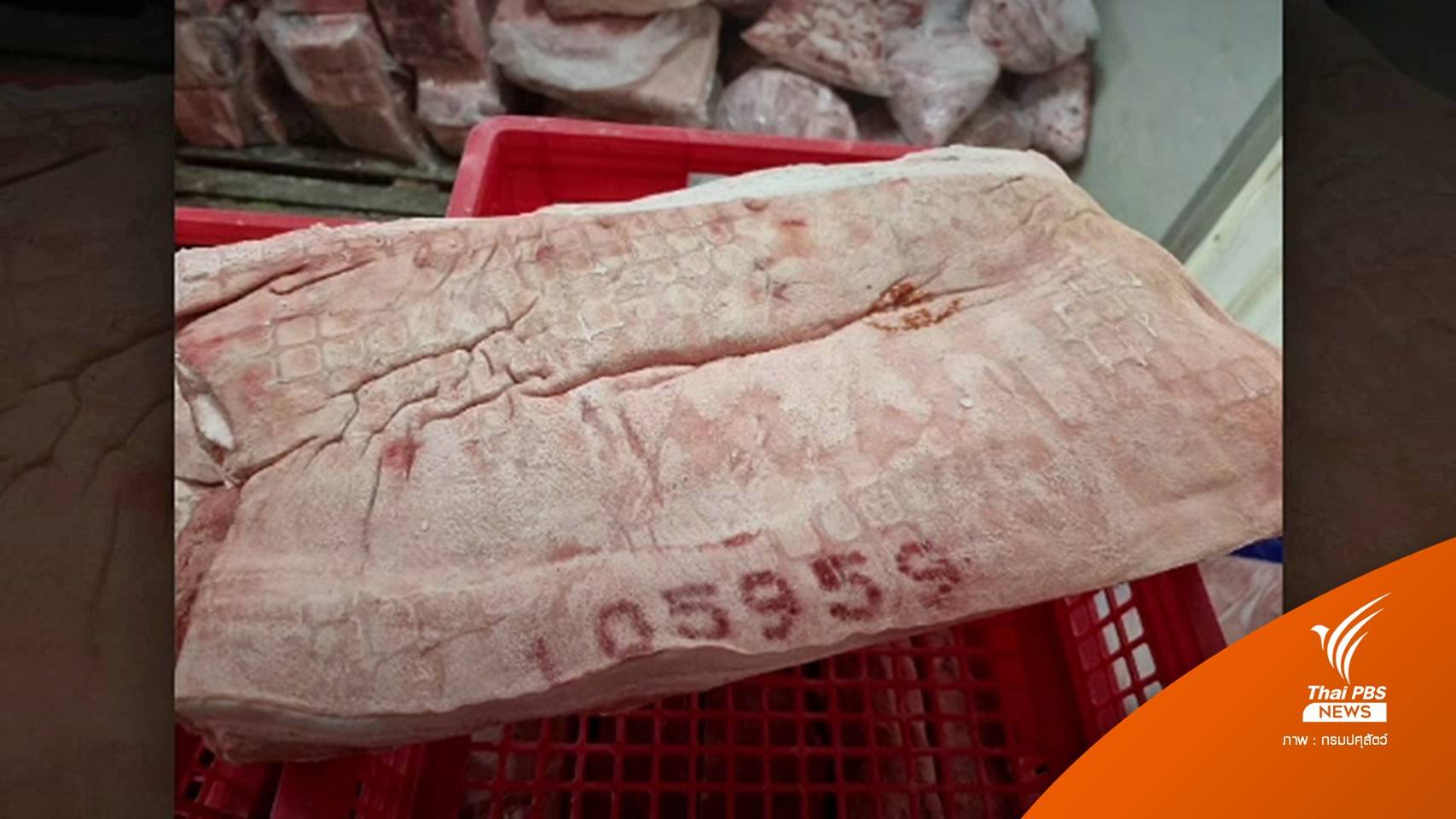 ปศุสัตว์ตรวจห้องเย็นสมุทรสาครพบ "ซากหมู" ไม่รู้ที่มา 1,050 กก.
