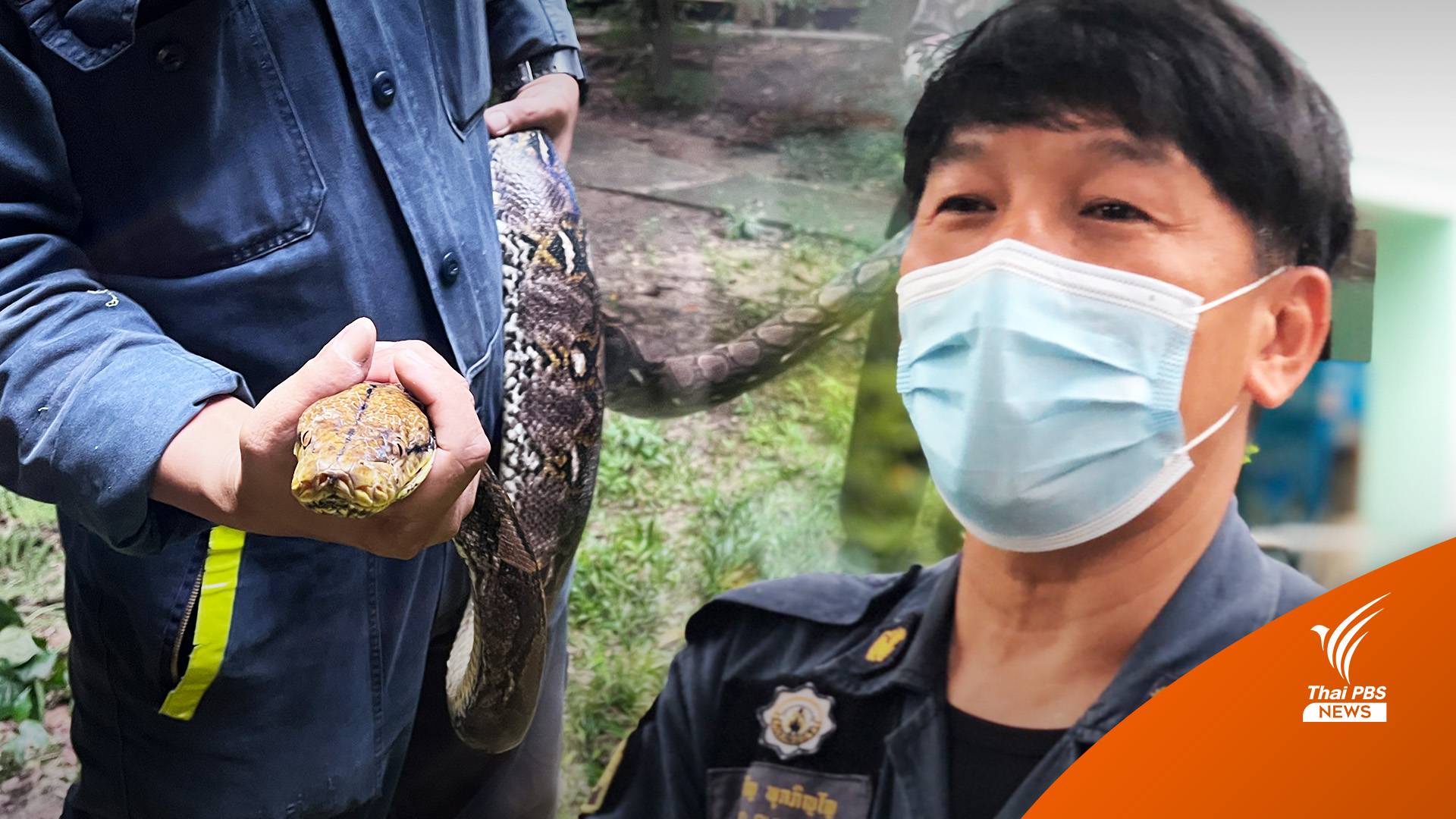 เผชิญหน้างู! เอาตัวรอดยังไง?