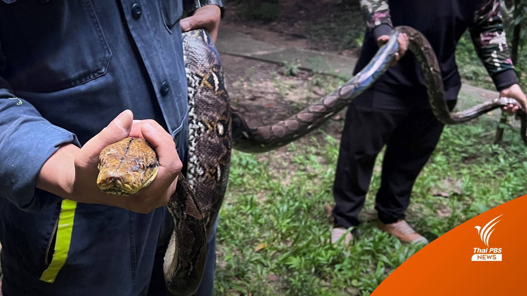 "หมอล็อต" ไขข้อสงสัยทำไมกรุงเทพฯ มี "งูเหลือม" มากขึ้น