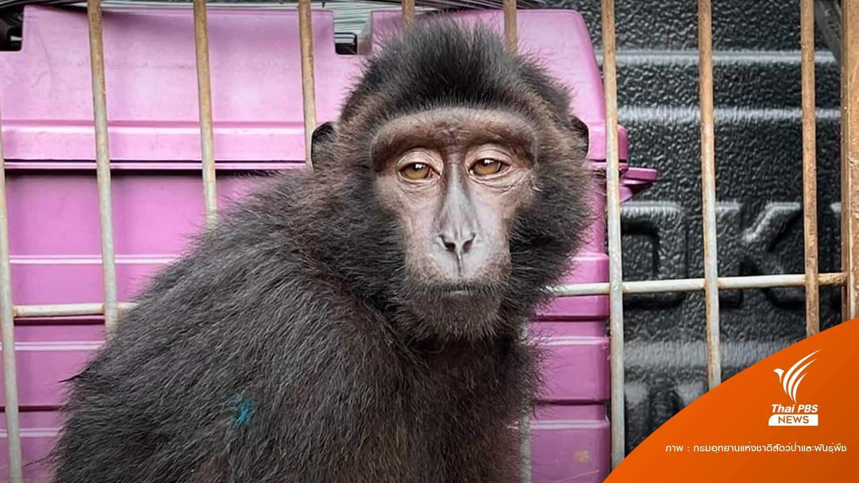 เร่งตามจับ "ลิงกังดำ" สายพันธุ์จากอินโดฯ โผล่ย่านมีนบุรี
