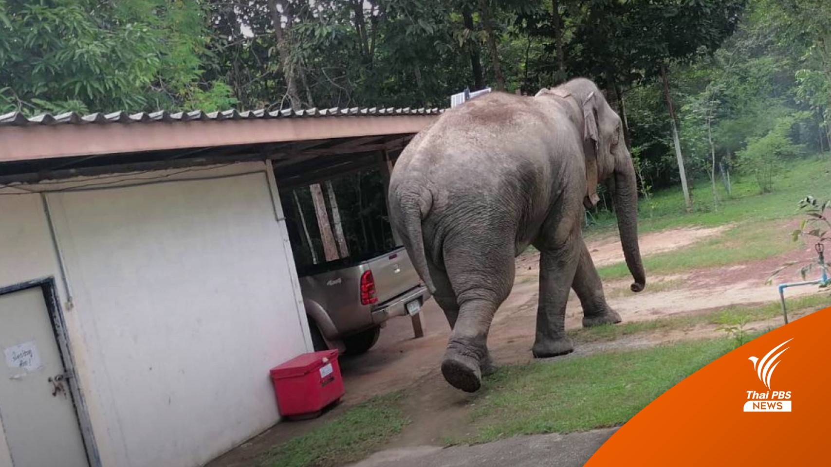 "ละมุด" ช้างป่าทับลาน พังบ้านเสียหาย